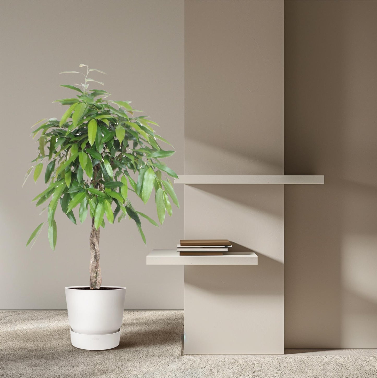 Ficus Amstel King mit geflochtenem Stamm – 140 cm
