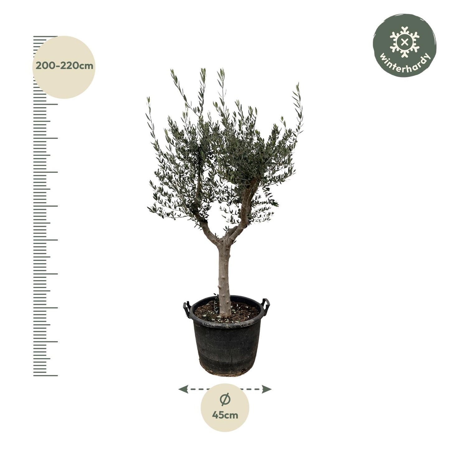 Olea Europaea Cultivo – Eleganter Olivenbaum 220 cm