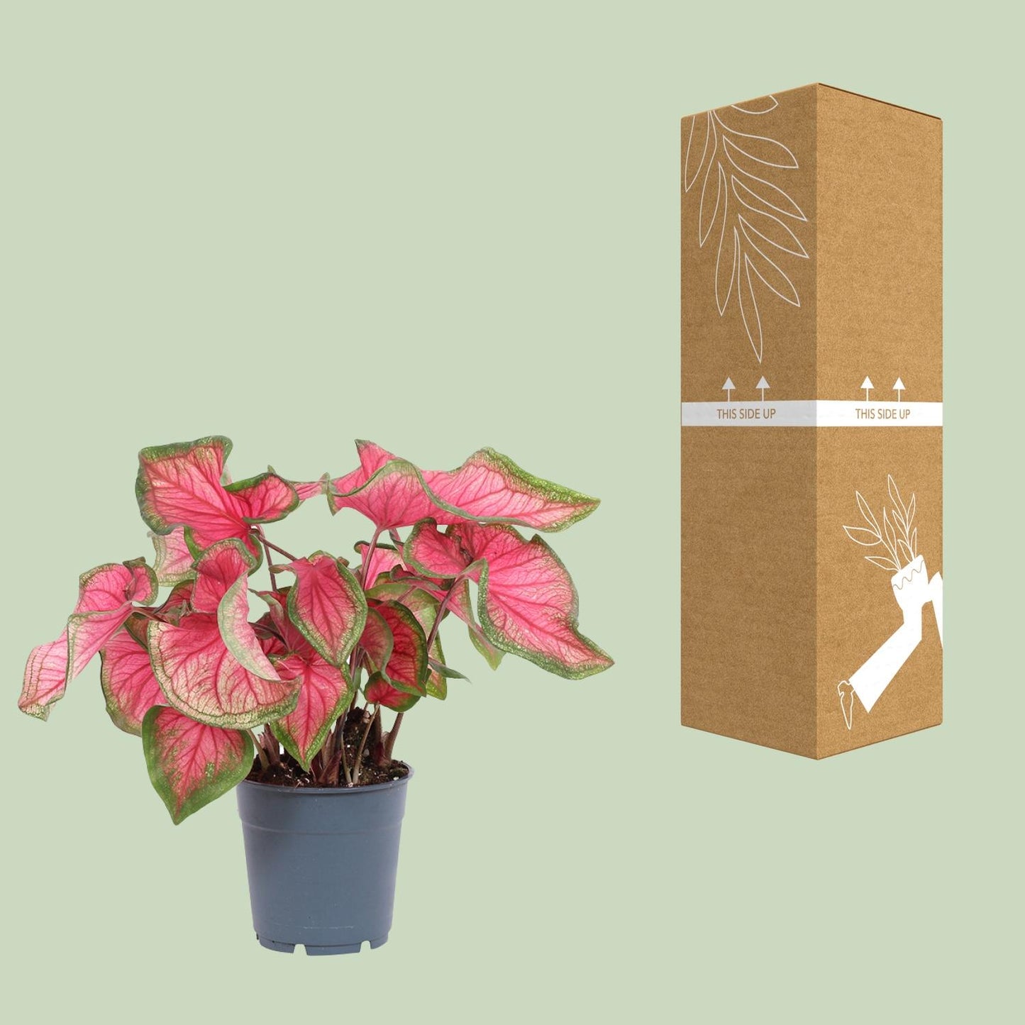 Caladium Sweetheart - Pflegeleichte Engelsflügel Ø12cm