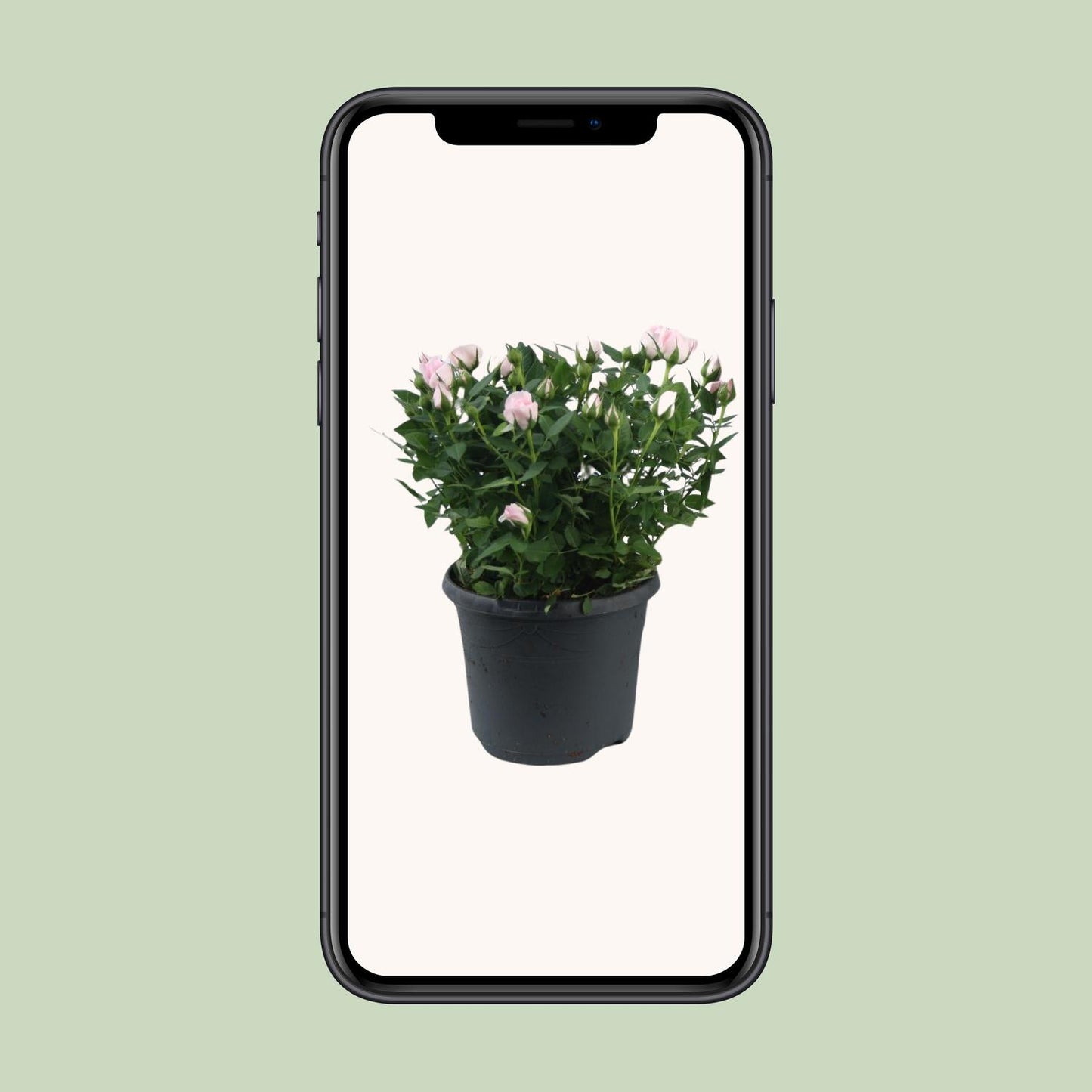 Rosa Jewel Patio Baby – Duftende Topfrose Ø17cm