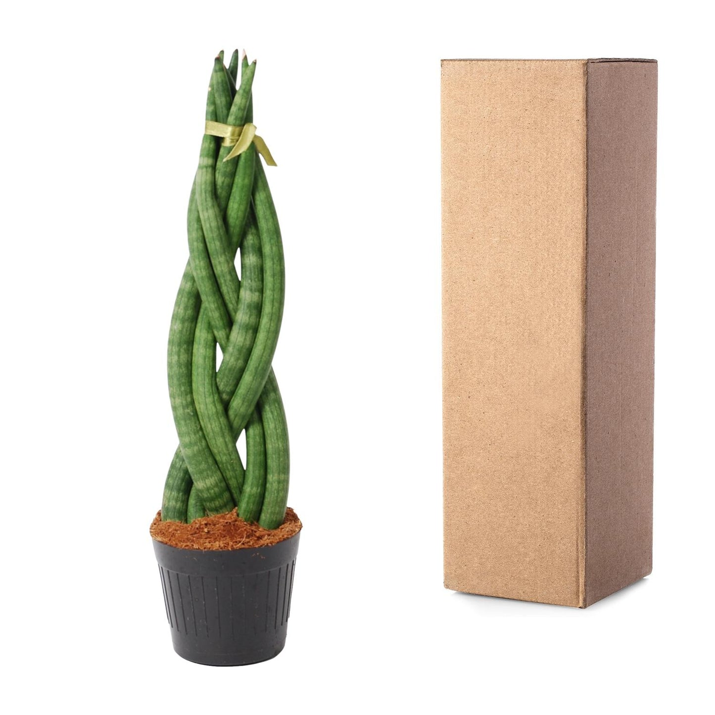 Sansevieria cylindrica 'Twist' – pflegeleichte Zimmerpflanze 40 cm