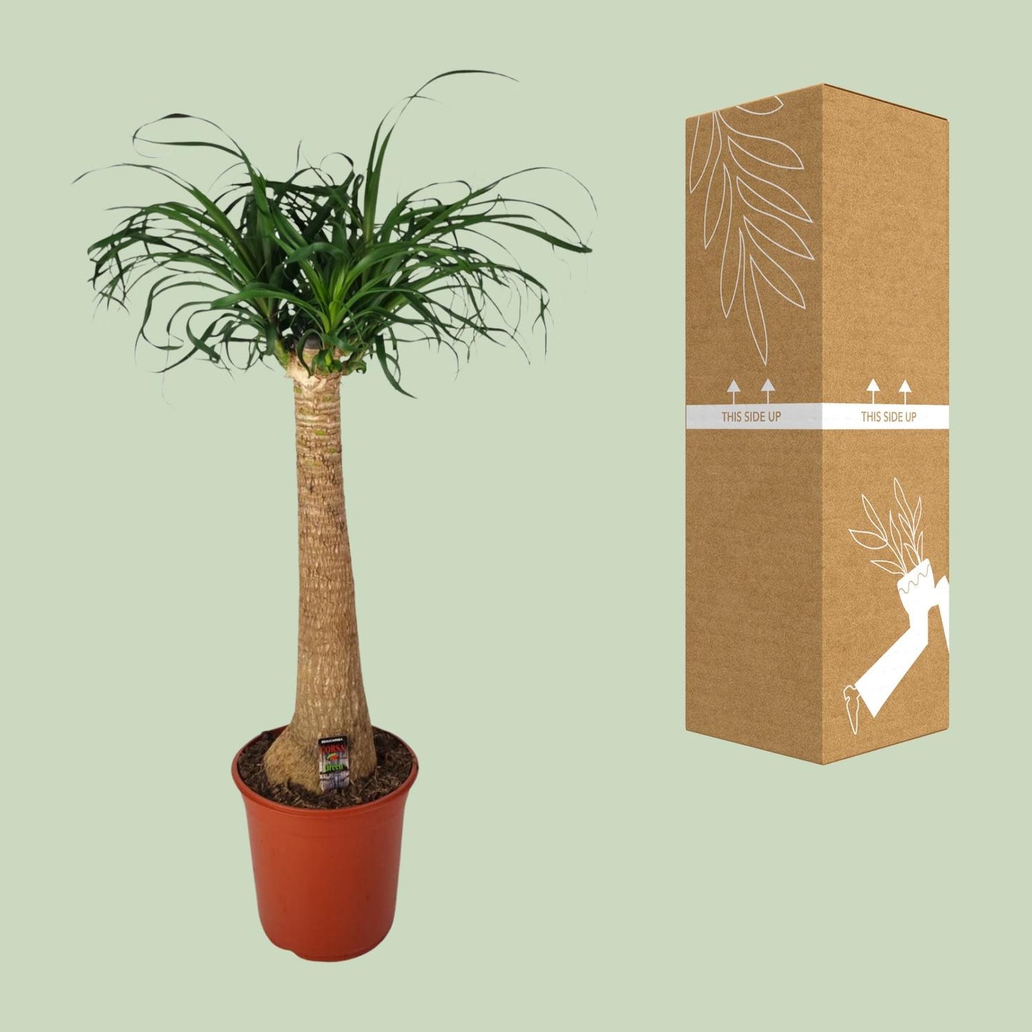 Beaucarnea Nolina – Pflegeleichte Zimmerpflanze Ø24cm, 95cm hoch