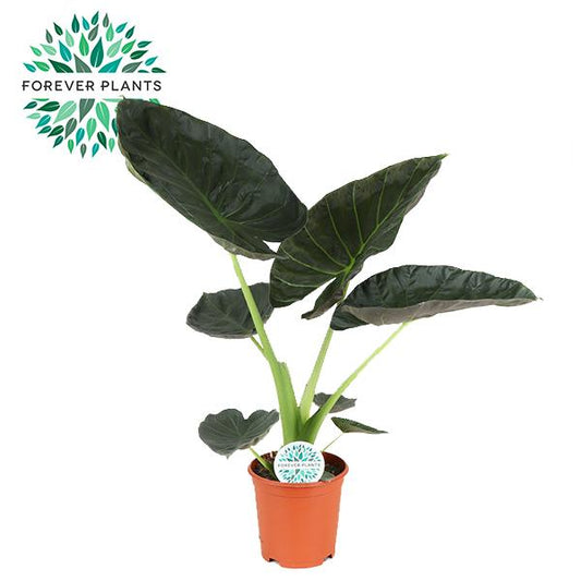 Alocasia Regal Shield – Exotische Zimmerpflanze Ø21cm