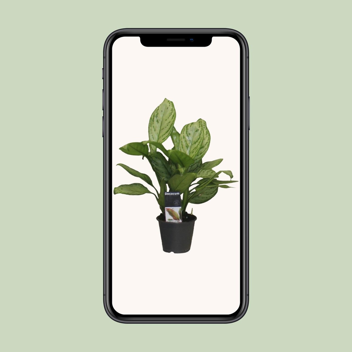 Aglaonema Christina – Pflegeleichte Luftreiniger-Pflanze Ø12cm