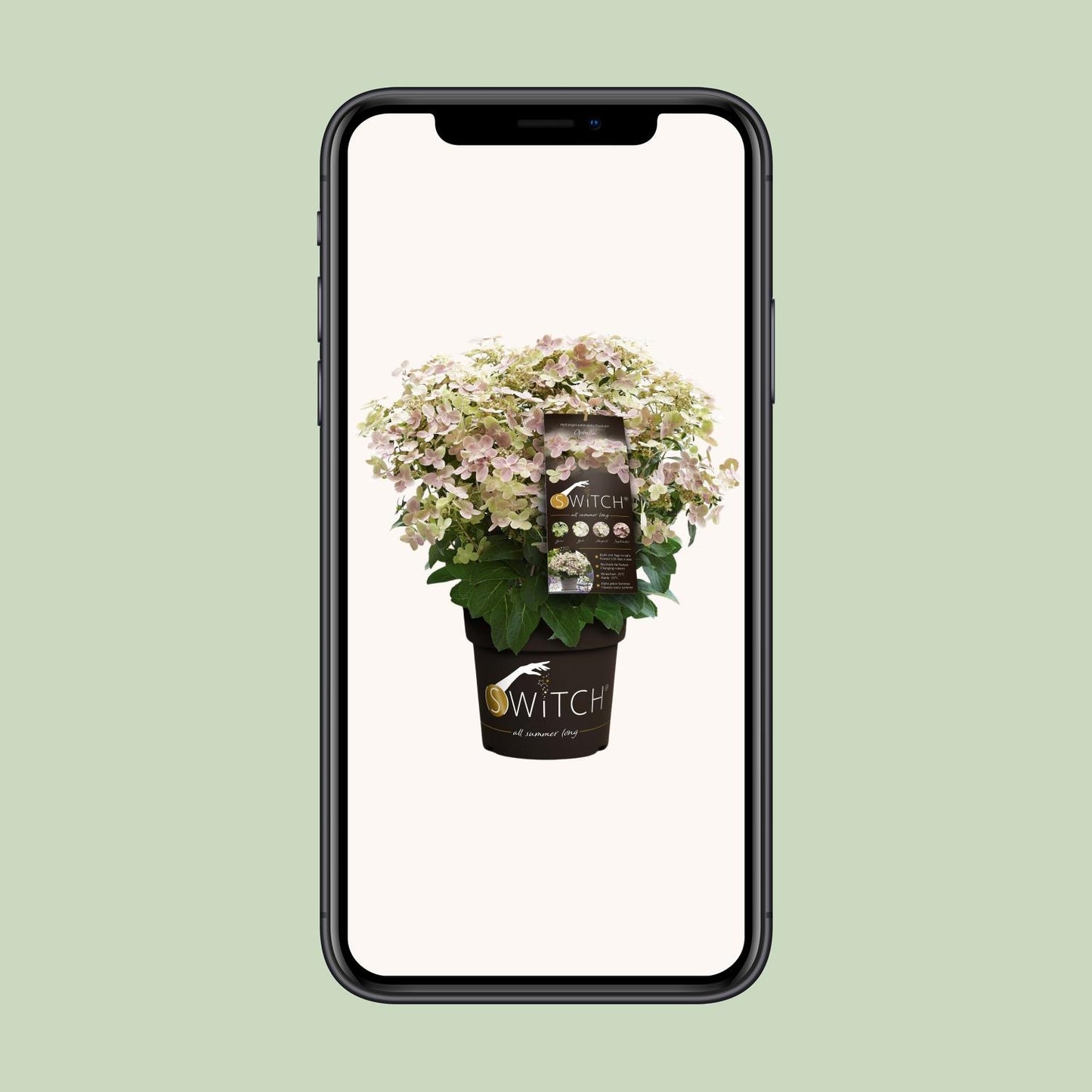 Rispenhortensie 'Switch Ophelia' – pflegeleichte Zimmerpflanze Ø19cm