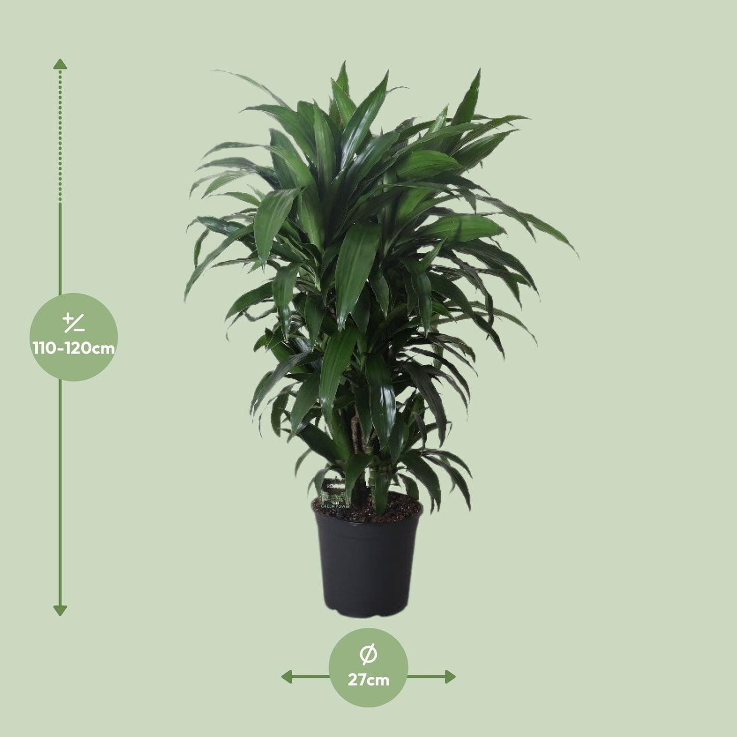 Dracaena Janet Craig – Pflegeleichter Drachenbaum Ø27cm, 120cm hoch
