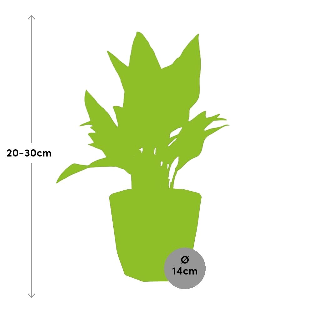 Aglaonema Maria – Pflegeleichte luftreinigende Zimmerpflanze 14cm