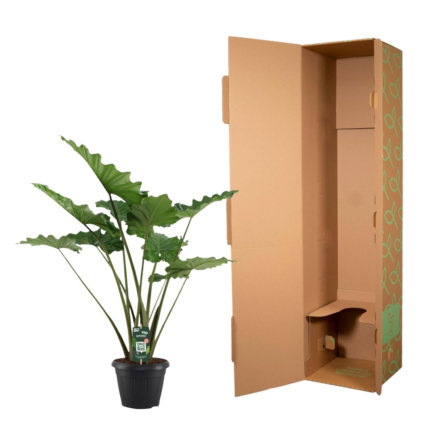 Alocasia Portodora – Tropische, pflegeleichte Zimmerpflanze 140 cm