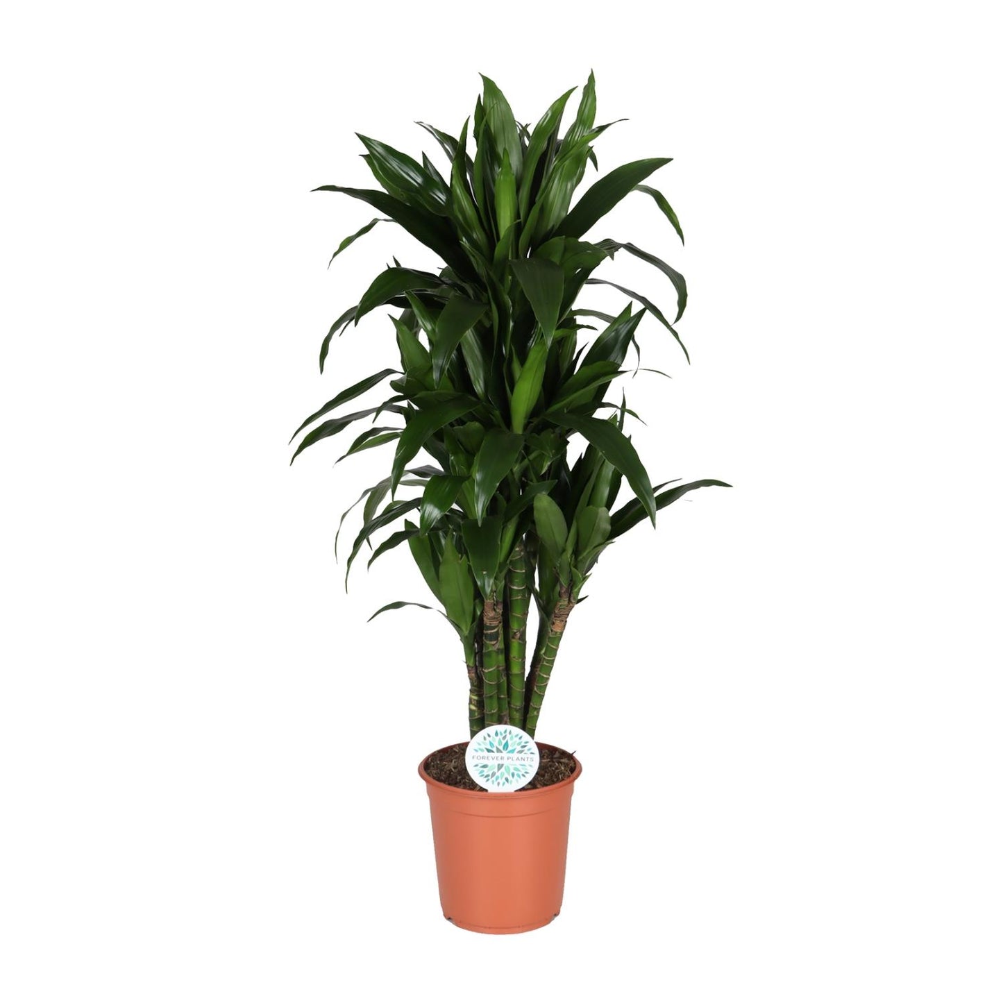 Dracaena Deremensis Janet Lind – Pflegeleichter Drachenbaum Ø27cm, 125cm hoch