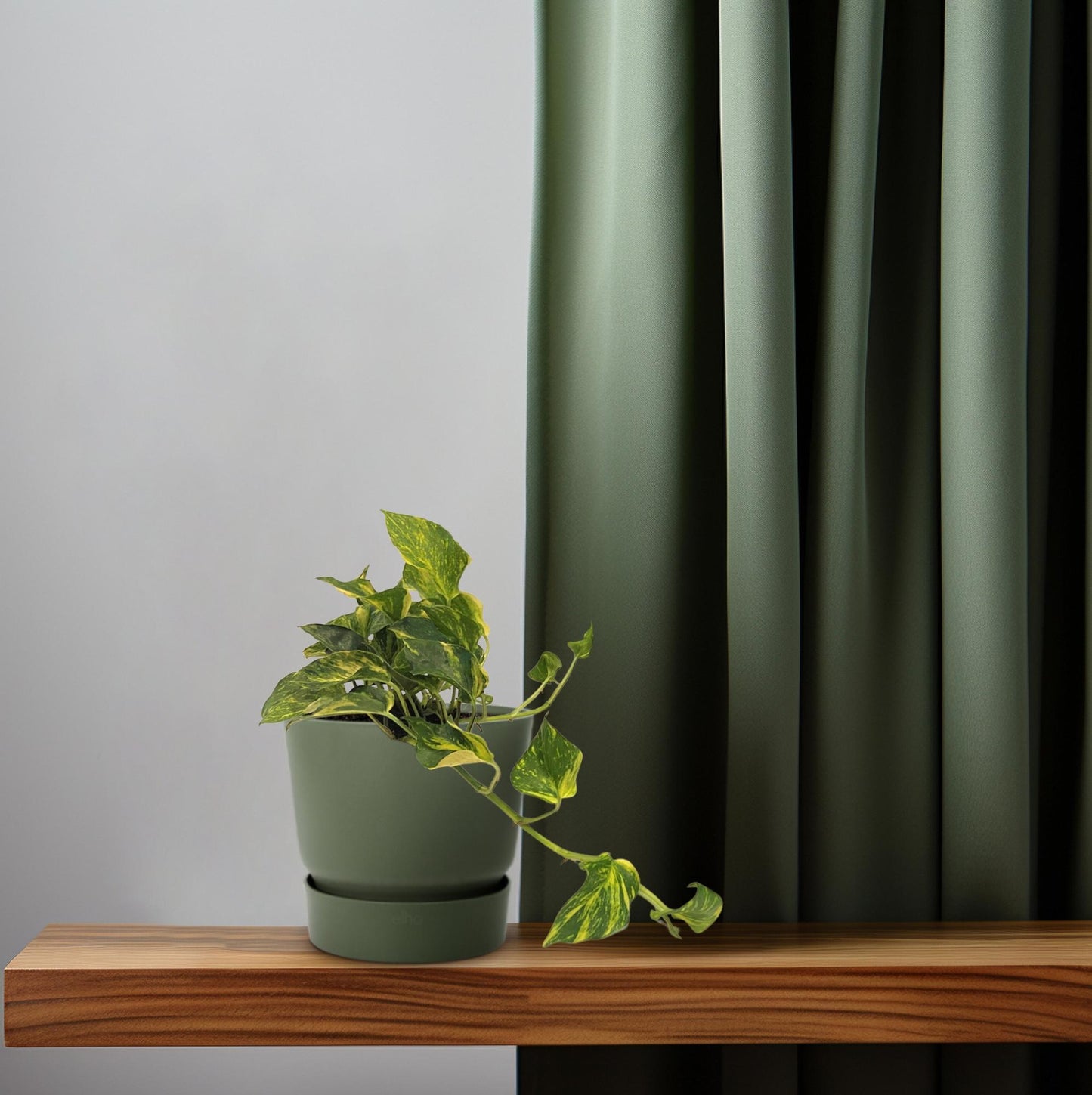 Scindapsus N'joy Gold – Pflegeleichte Zimmerpflanze Ø12cm
