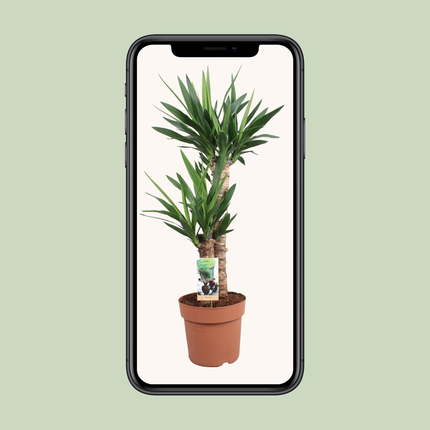 Yucca Elephantipes Ø21cm – Pflegeleichte Zimmerpflanze