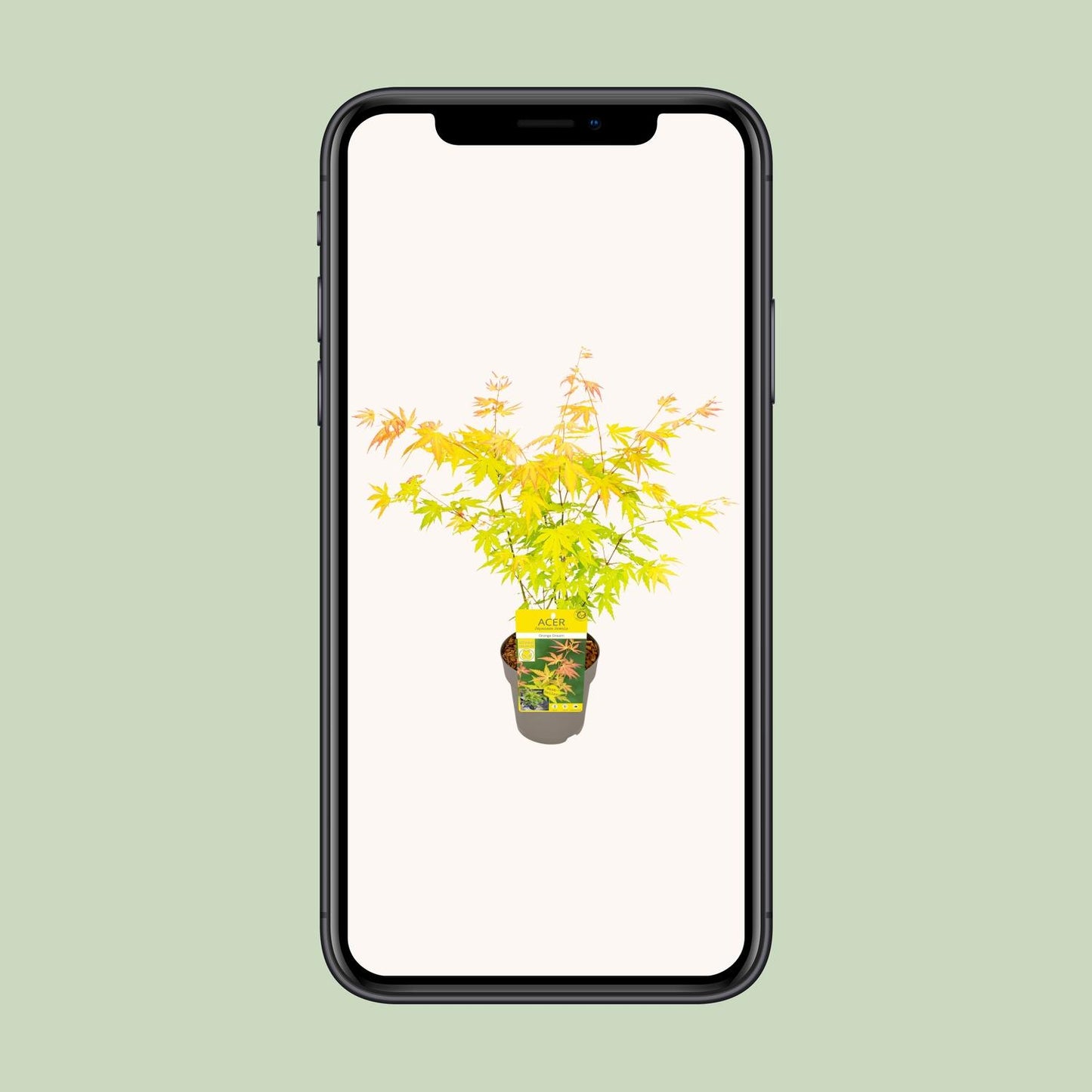 Fächerahorn 'Orange Dream' – Farbenfroher Zierahorn 15 cm
