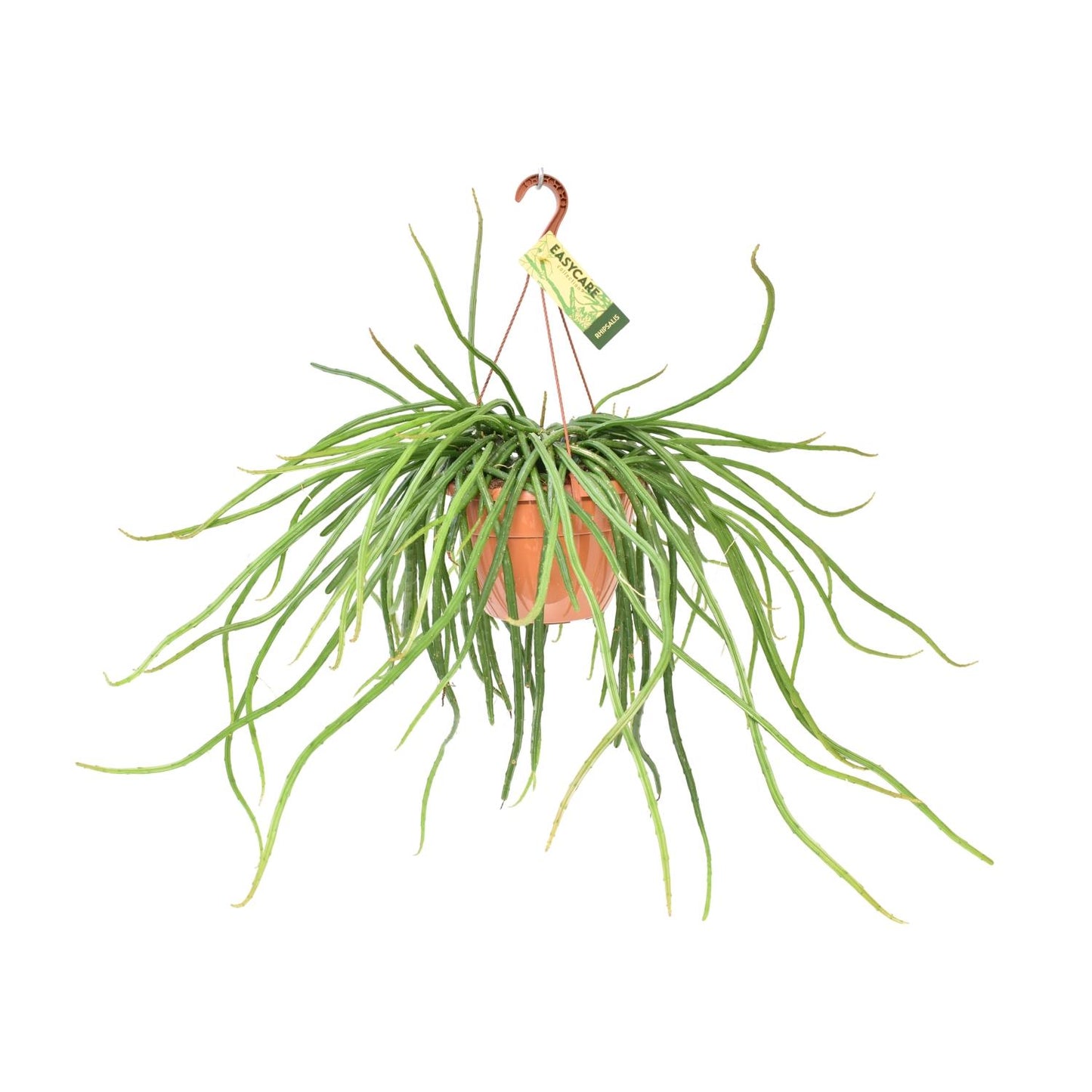 Rhipsalis Selenicereus Wercklei – Pflegeleichte Hängepflanze Ø21cm
