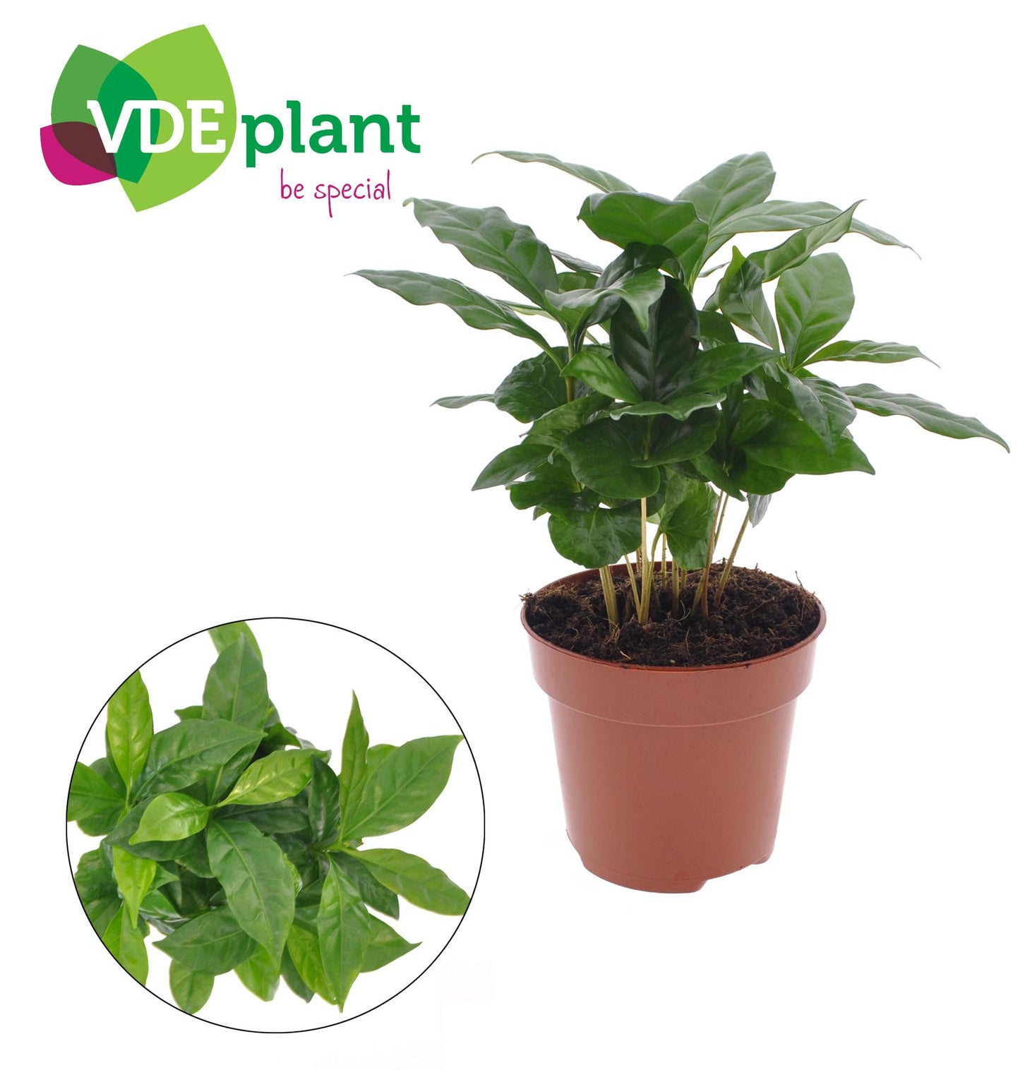 Coffea Arabica – Pflegeleichte Zimmerpflanze Ø12cm