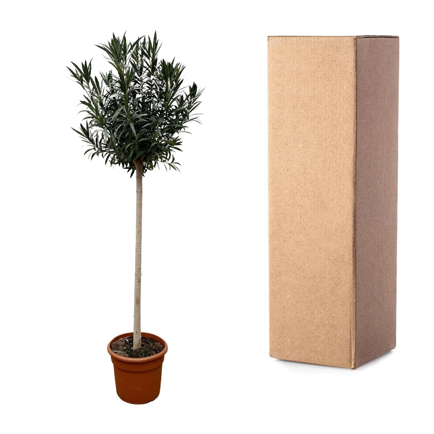 Nerium Oleander Stamm mit roten Blüten – 170 cm, Ø 40 cm
