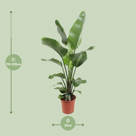 Strelitzia Nicolai – Paradiesvogelblume 21 cm Ø, 120 cm hoch