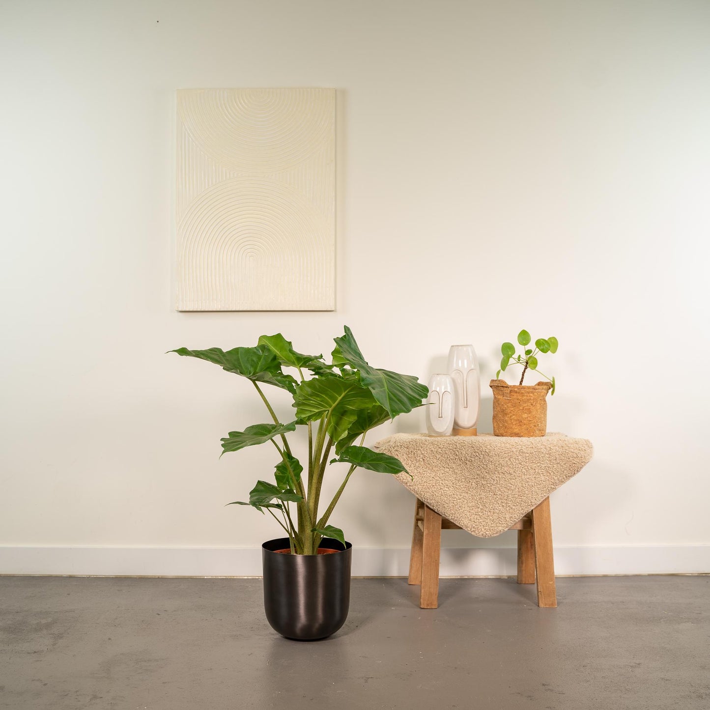 Alocasia Portodora Elefantenohr Ø21cm mit Topf Mayk Lead