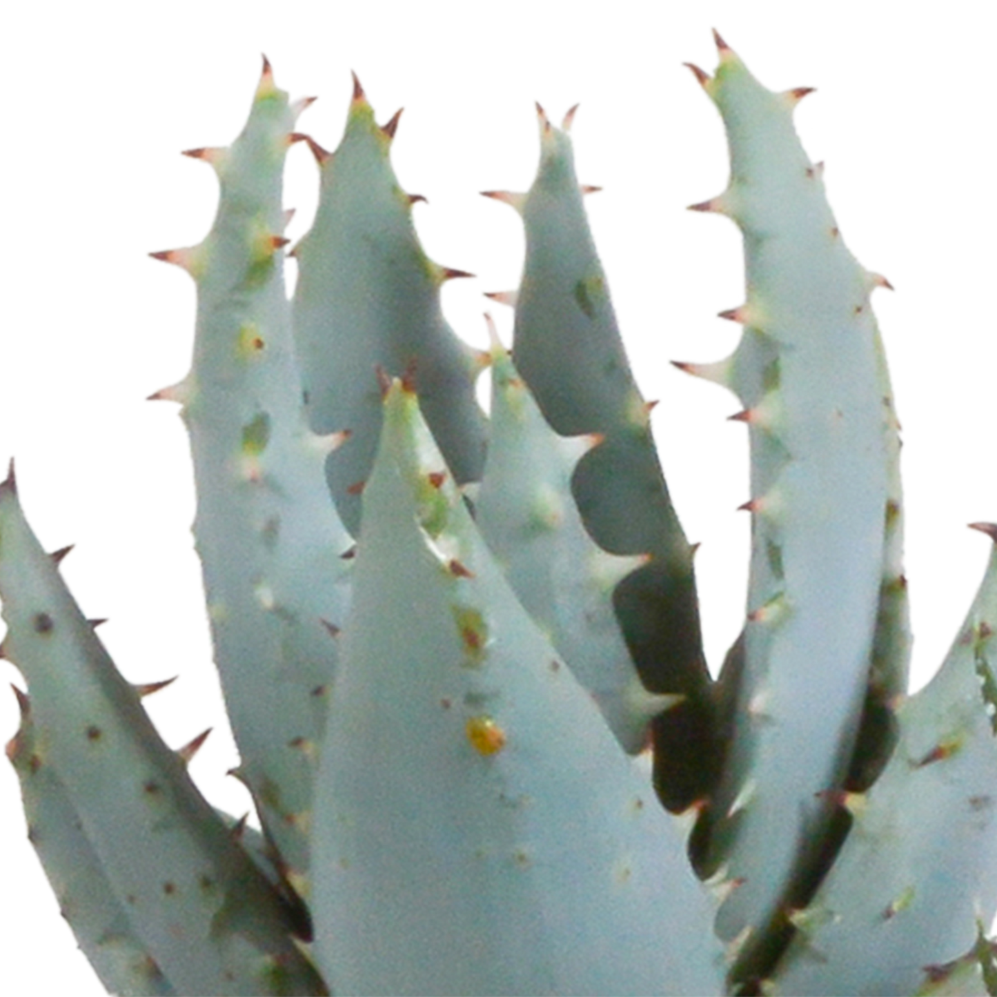 Gasteria & Haworthia Sukkulenten 5er Set im weißen Topf