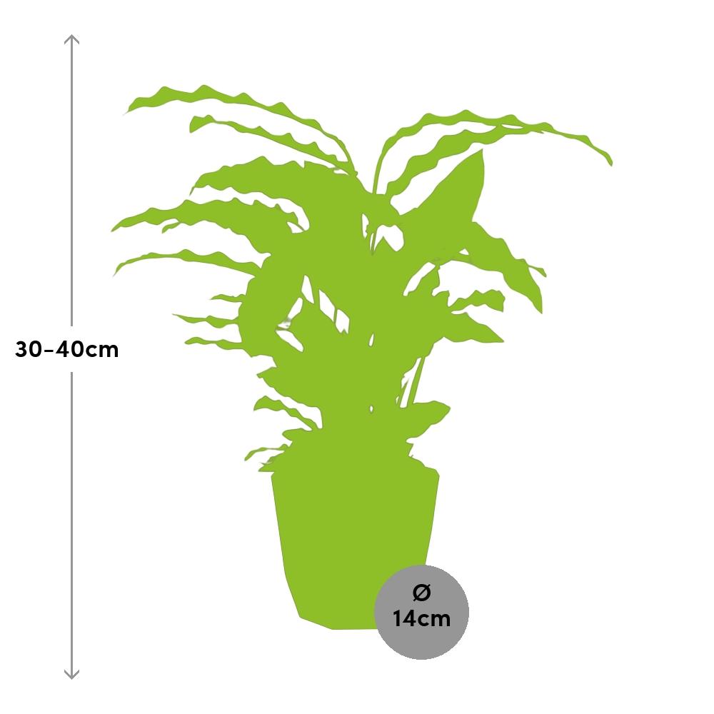 Calathea Rufibarba ‘Tropistar’ – Tropische Zimmerpflanze 14cm