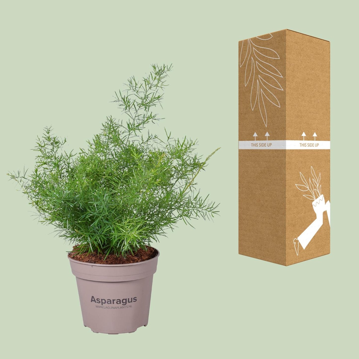 Asparagus Sprengeri – Pflegeleichte Zimmerpflanze Ø15 cm