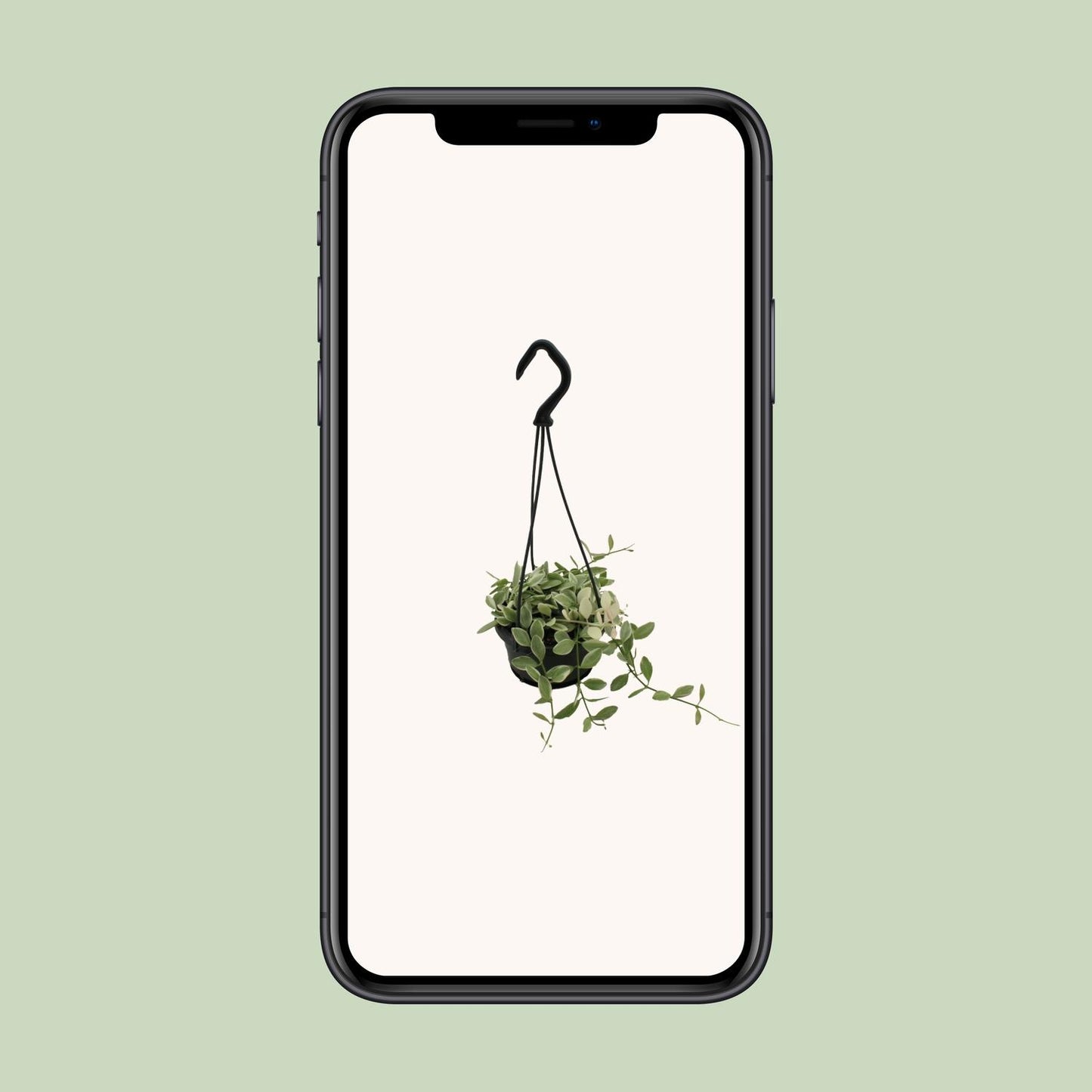 Dischidia Ionantha – Pflegeleichte Ameisenpflanze Ø10,5 cm