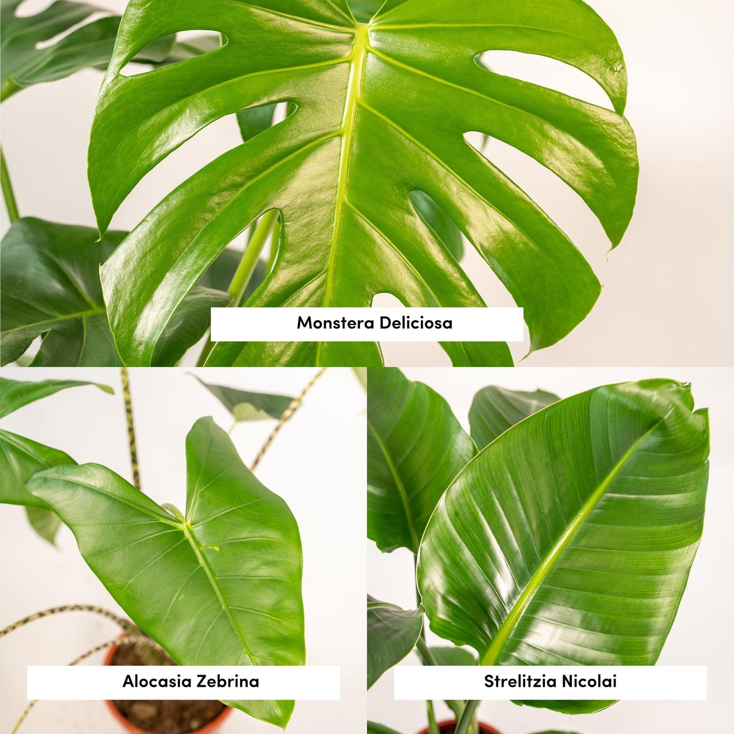 Tropen-Trio: Monstera, Alocasia & Strelitzia Set