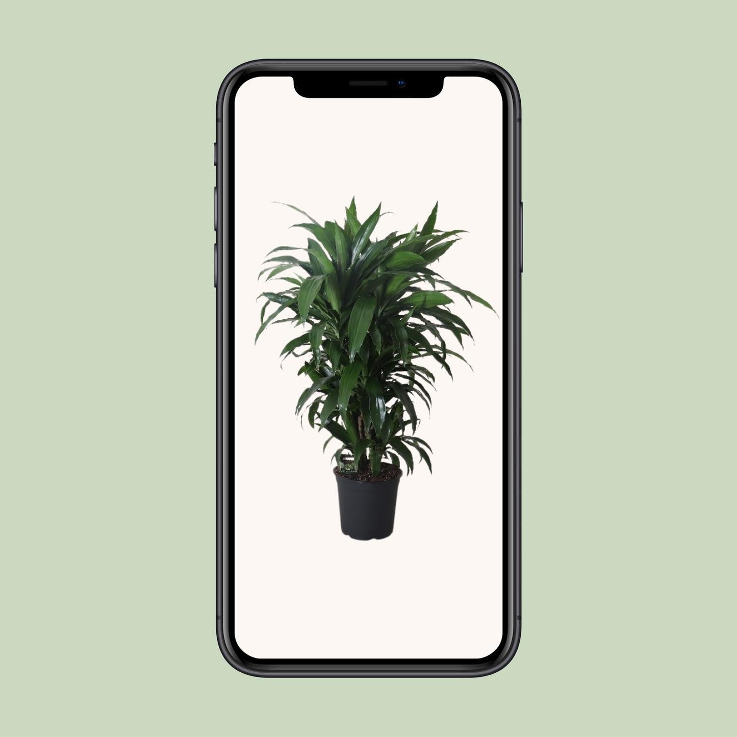 Dracaena Janet Craig – Pflegeleichter Drachenbaum Ø27cm, 120cm hoch