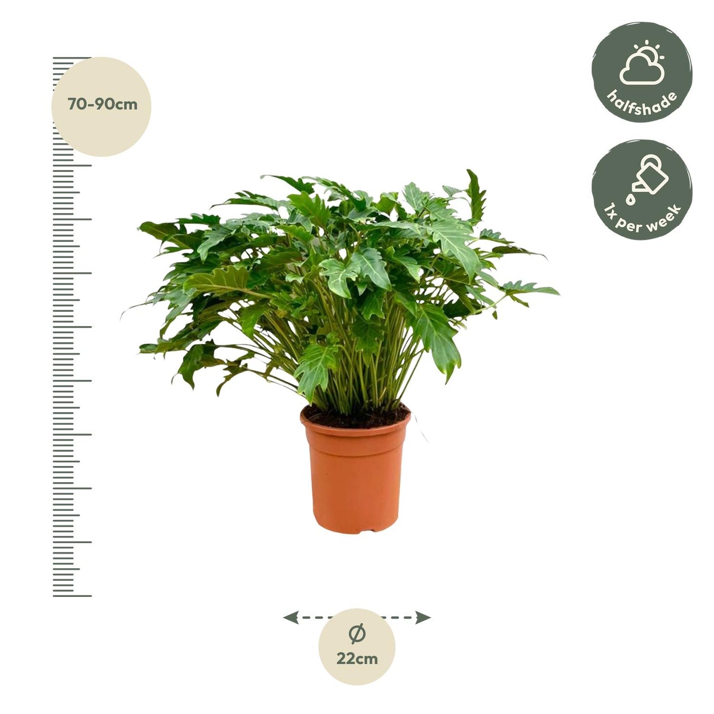Philodendron Xanadu – Pflegeleichte tropische Zimmerpflanze