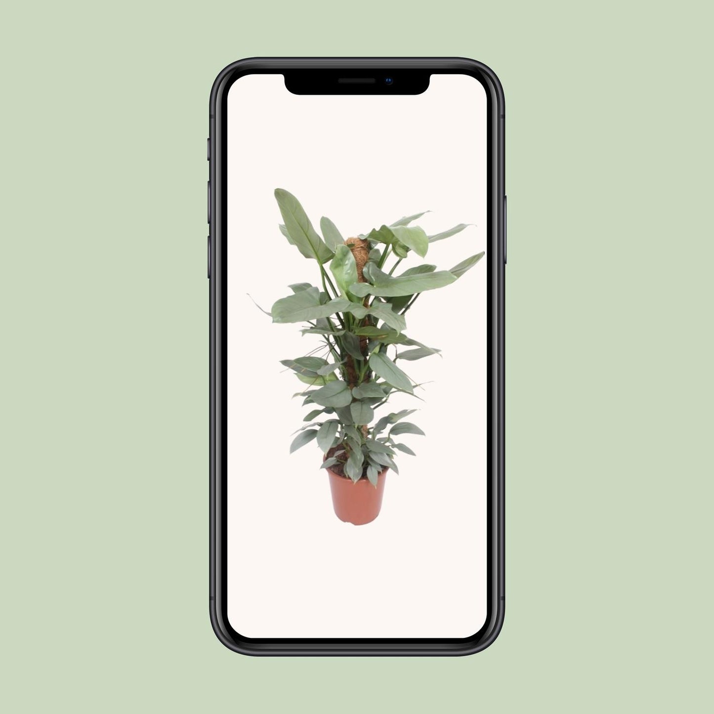 Philodendron Hastatum – Tropische Zimmerpflanze Ø27cm