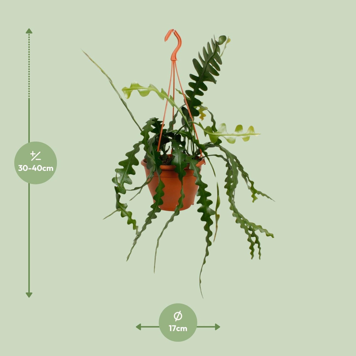 Epiphyllum Anguliger – Fischgrätenkaktus Ø17cm, 35cm hoch