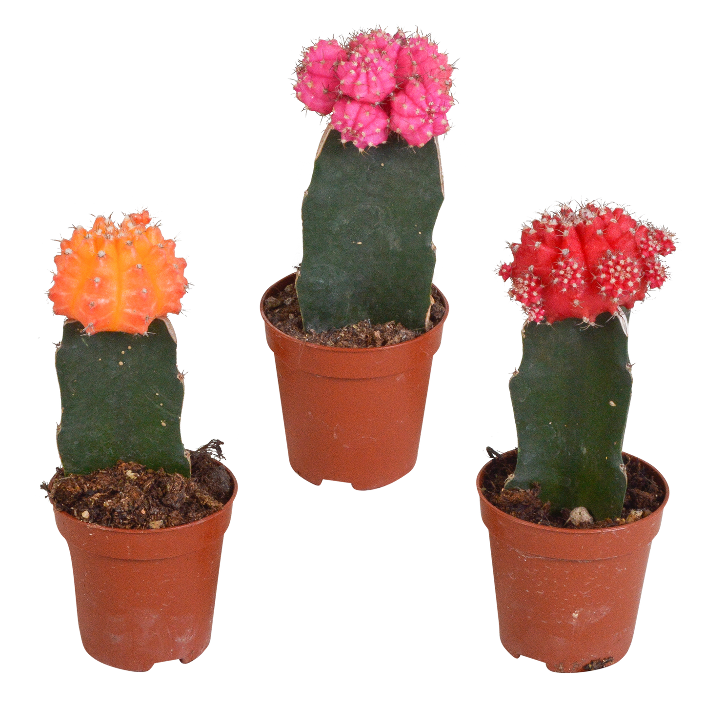 Gymnocalycium Mix – Farbenfrohe veredelte Sukkulenten 3er Set
