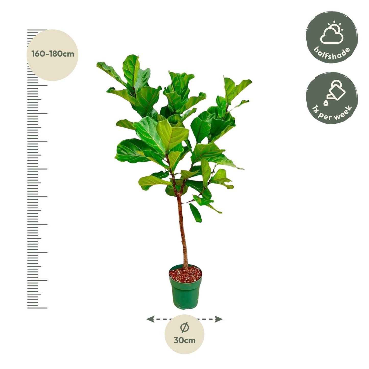 Ficus Lyrata Stamm – 170 cm – Pflegeleichte Zimmerpflanze