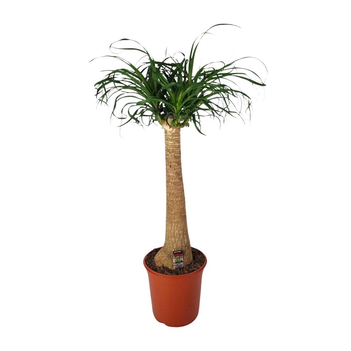 Beaucarnea Nolina – Pflegeleichte Zimmerpflanze Ø24cm, 95cm hoch