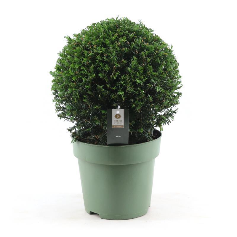 Eibe Kugel Ø32cm – Immergrüne, pflegeleichte Gartenpflanze