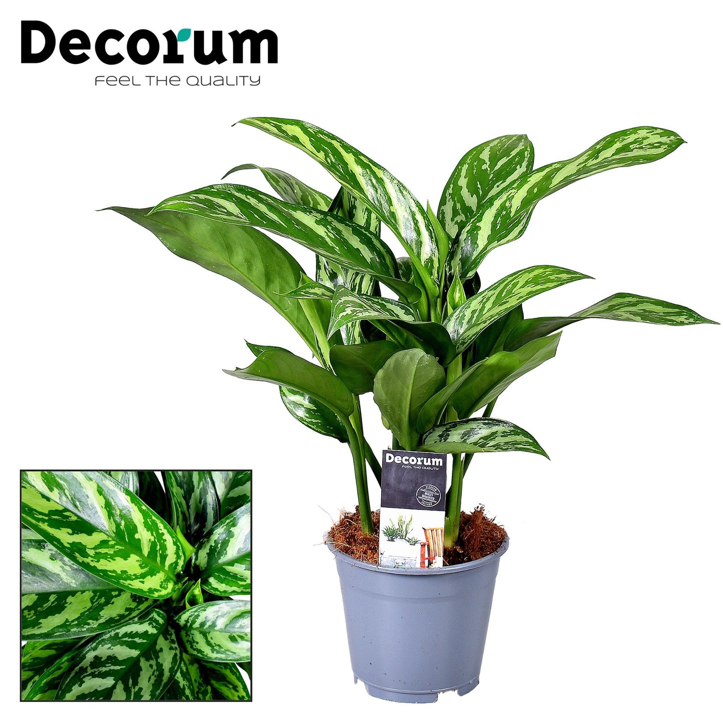 Aglaonema Tigres – Pflegeleichte Trendpflanze Ø14cm