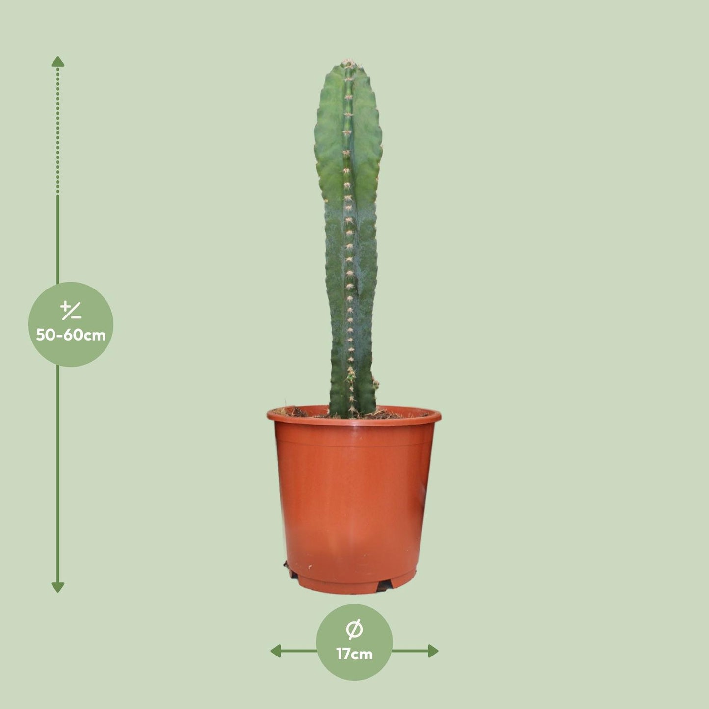 Cereus Peruvianus – Pflegeleichter Zimmerkaktus Ø17cm