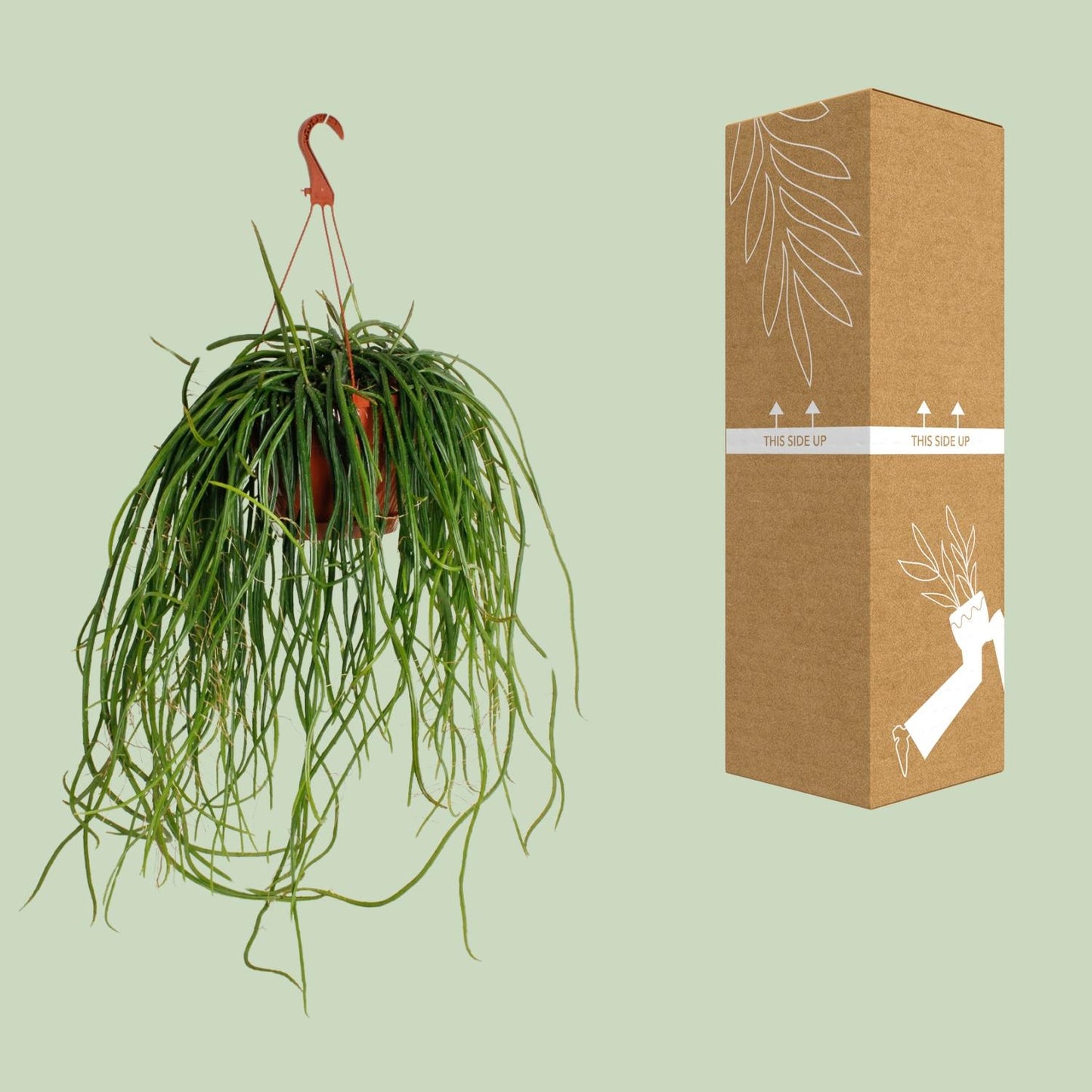 Selenisereus Wercklei – Pflegeleichter Kaktus Ø21cm