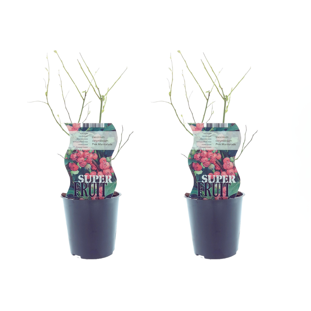 Vaccinium Pink Marmelade – Rosa Blaubeere 2er-Set