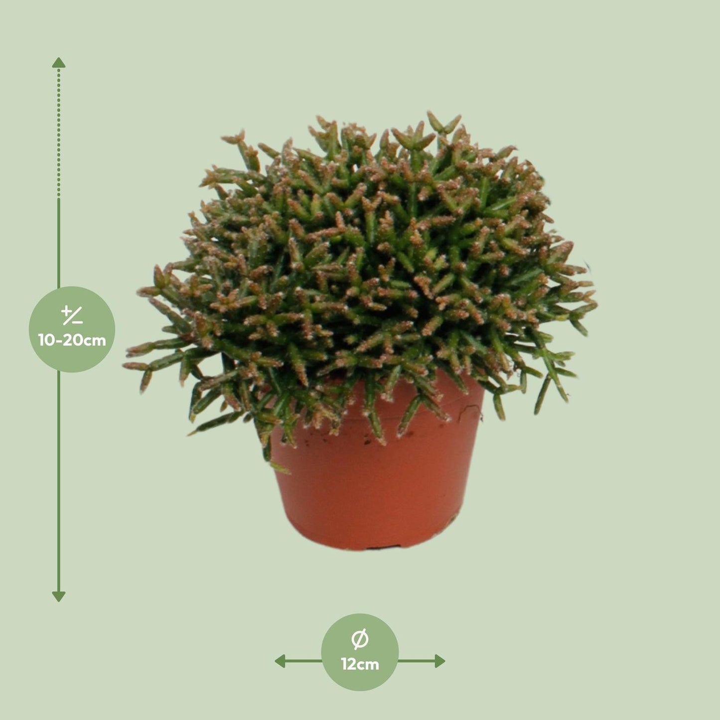 Rhipsalis Burchellii – pflegeleichte Sukkulente Ø12cm