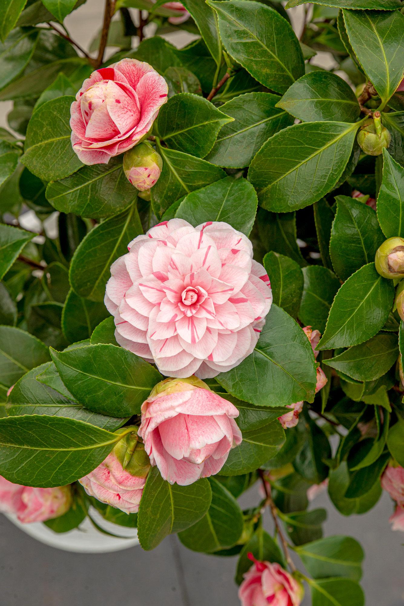 Kamelie 'Bonomiana' – Winterblüher für Garten & Balkon