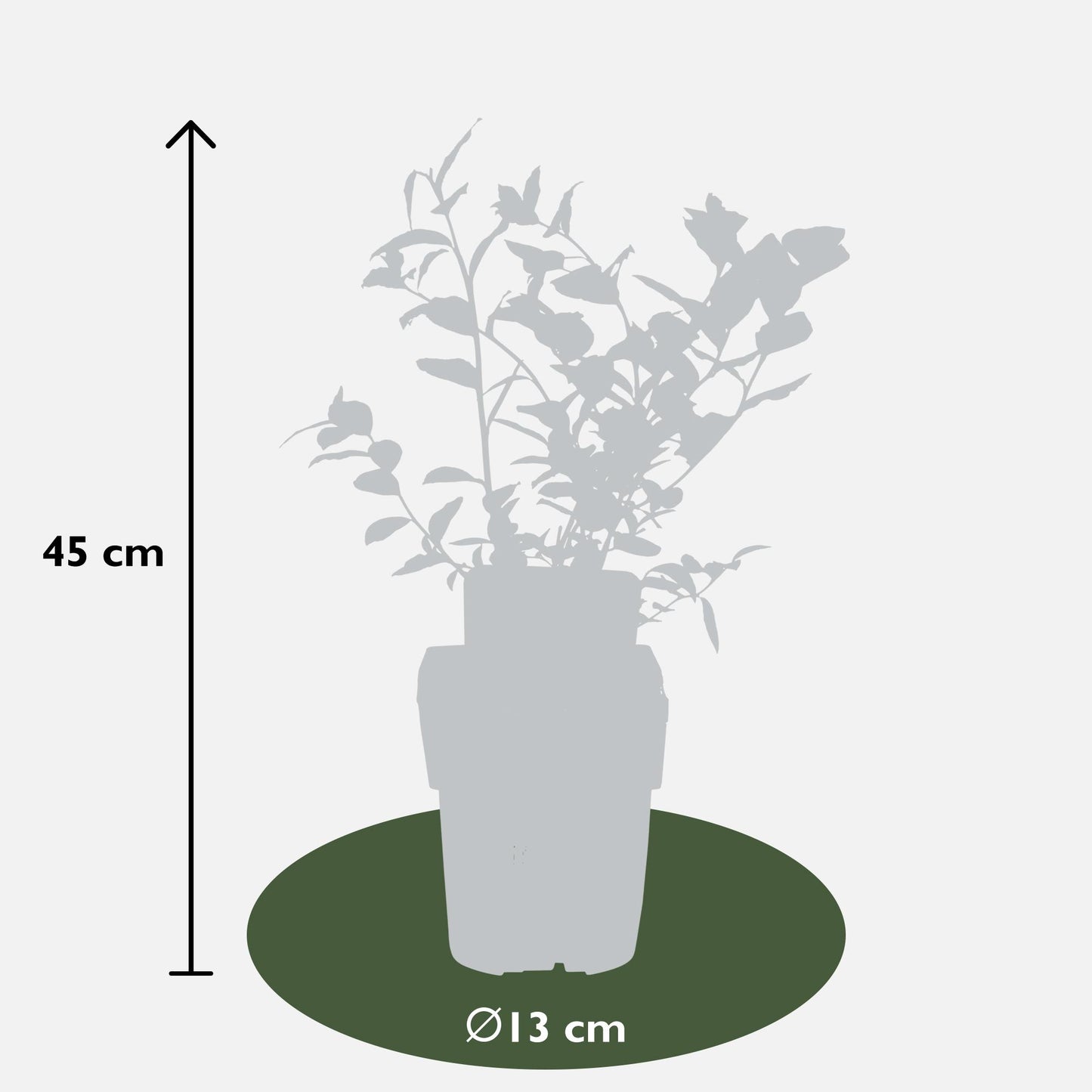 Blaubeere 'Reka' – Selbstfruchtender Beerenstrauch Ø13cm