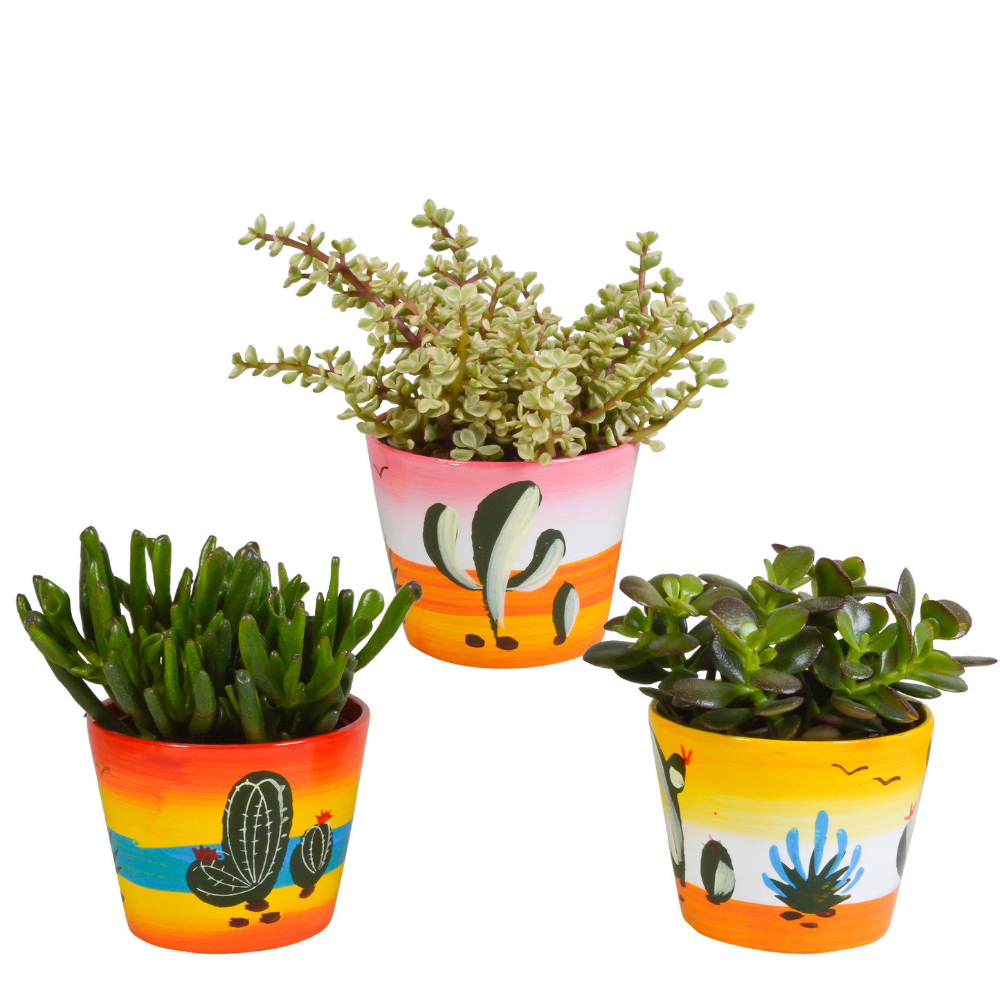 Crassula Sukkulenten 3er Set im Mexikanischen Topf 10,5 cm