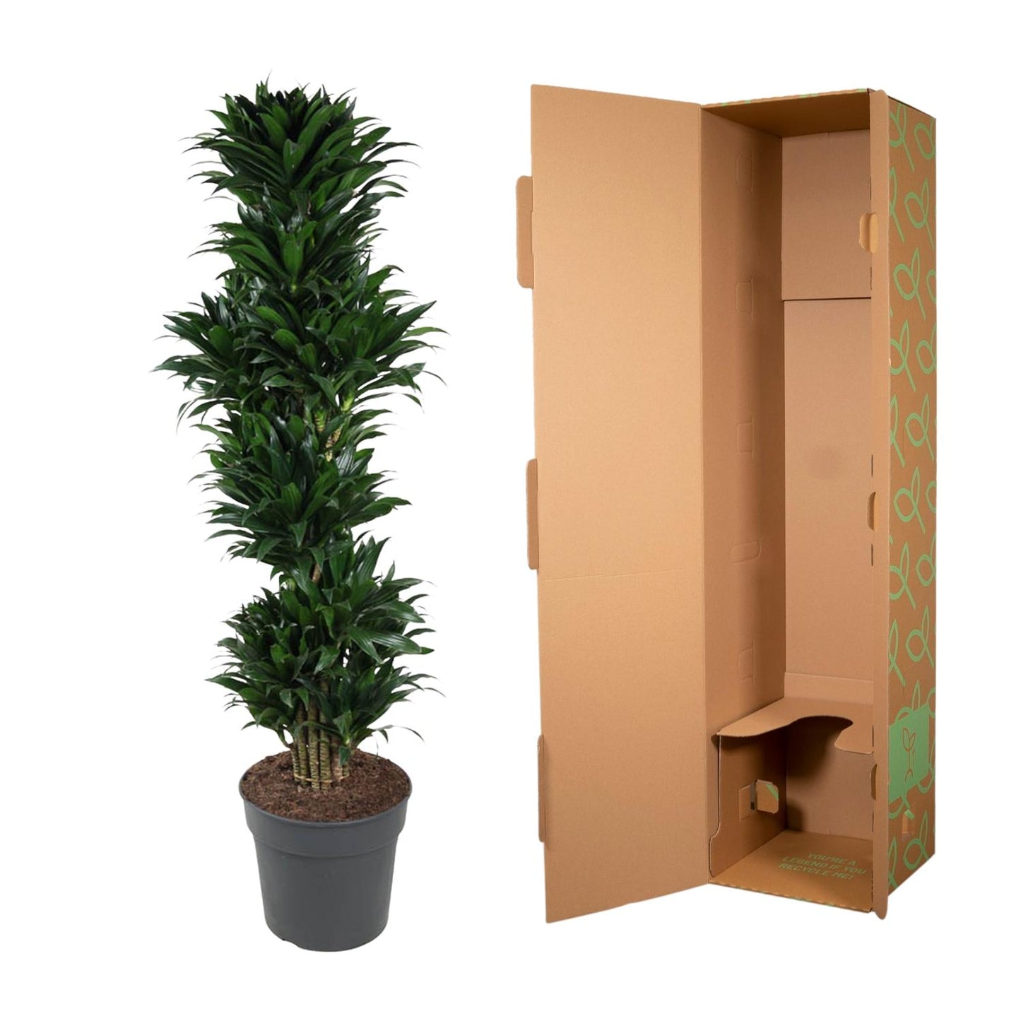 Dracaena Compacta – 170 cm – pflegeleichte Zimmerpflanze