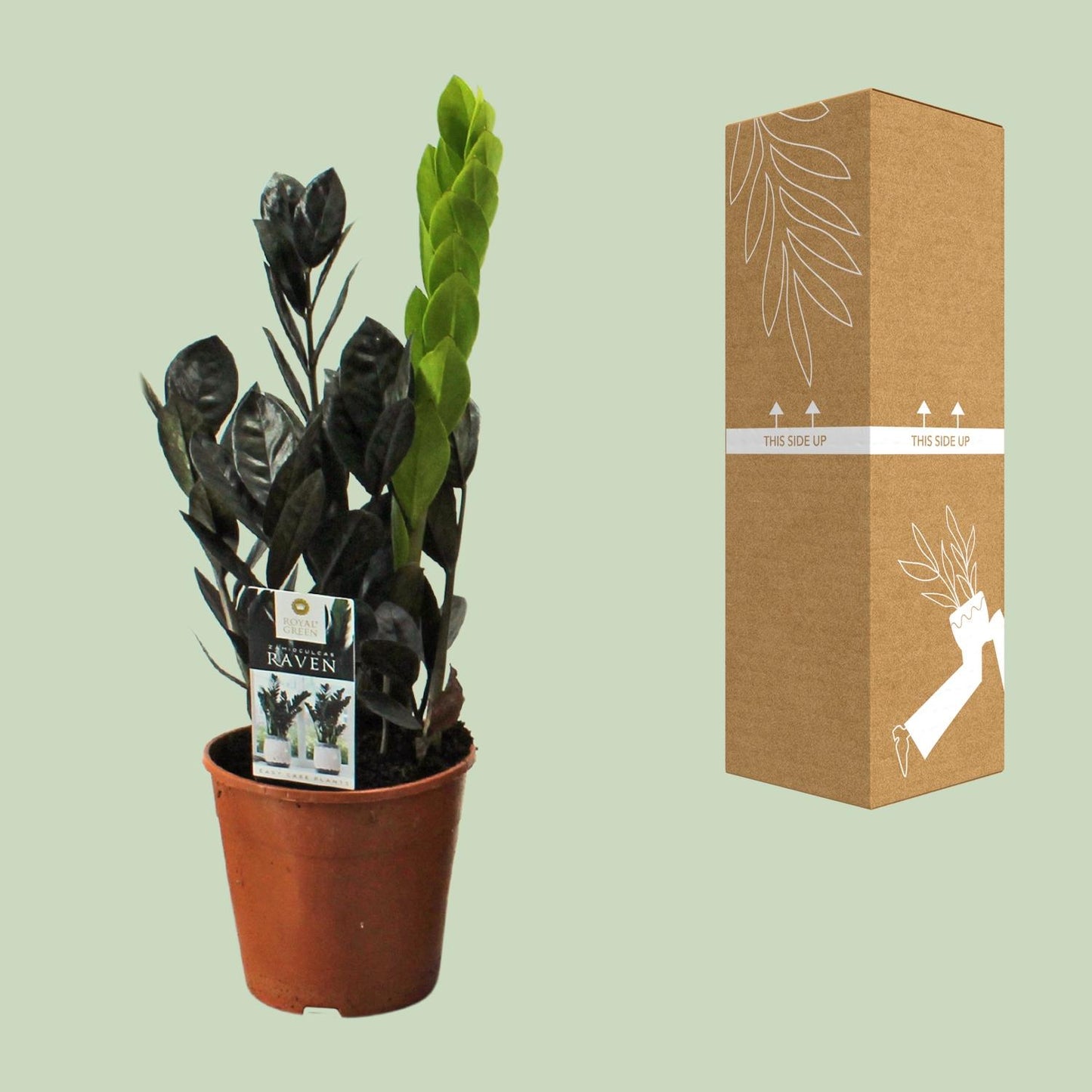 Zamioculcas Raven – Pflegeleichte Zimmerpflanze Ø14cm