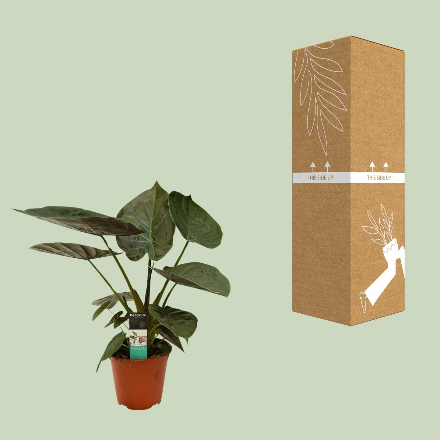 Alocasia Wentii – Exotische Zimmerpflanze Ø19cm, 75cm hoch