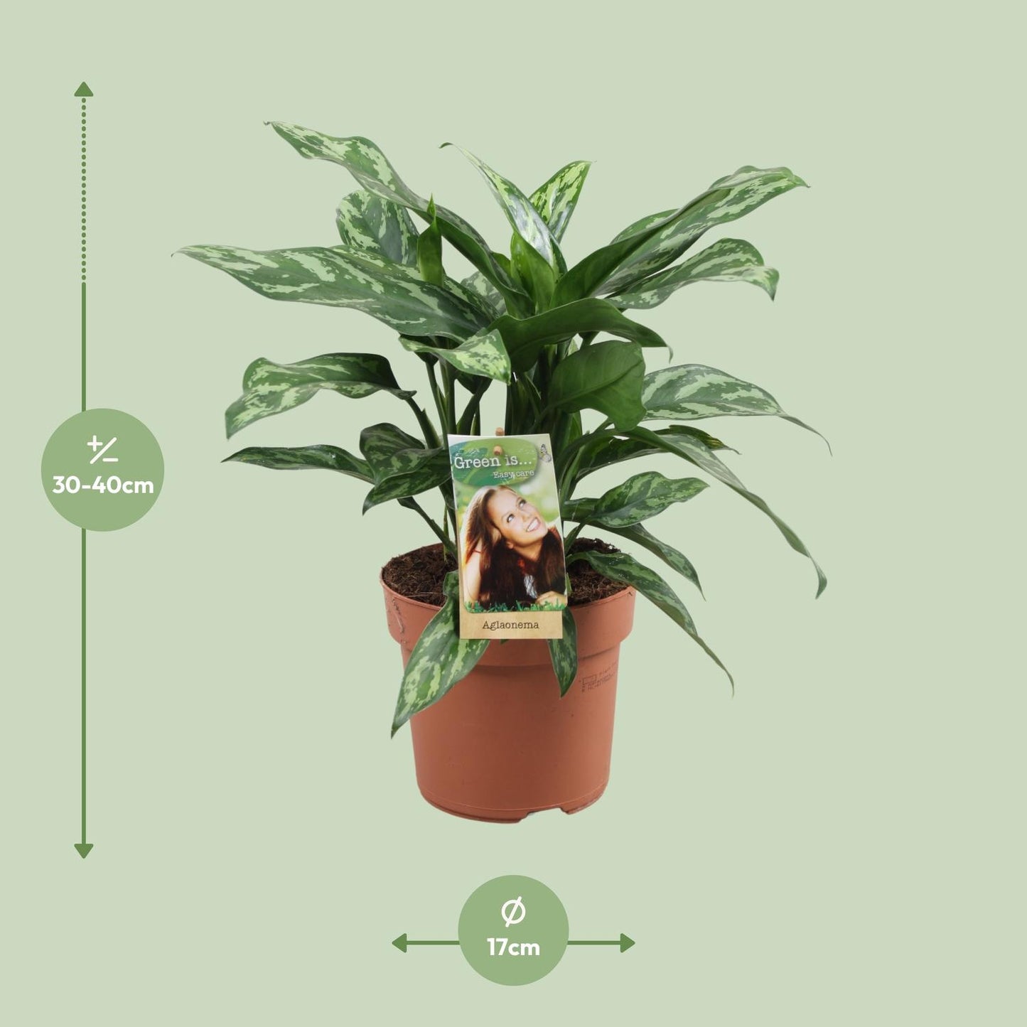 Aglaonema Maria – Pflegeleichte luftreinigende Zimmerpflanze Ø17cm