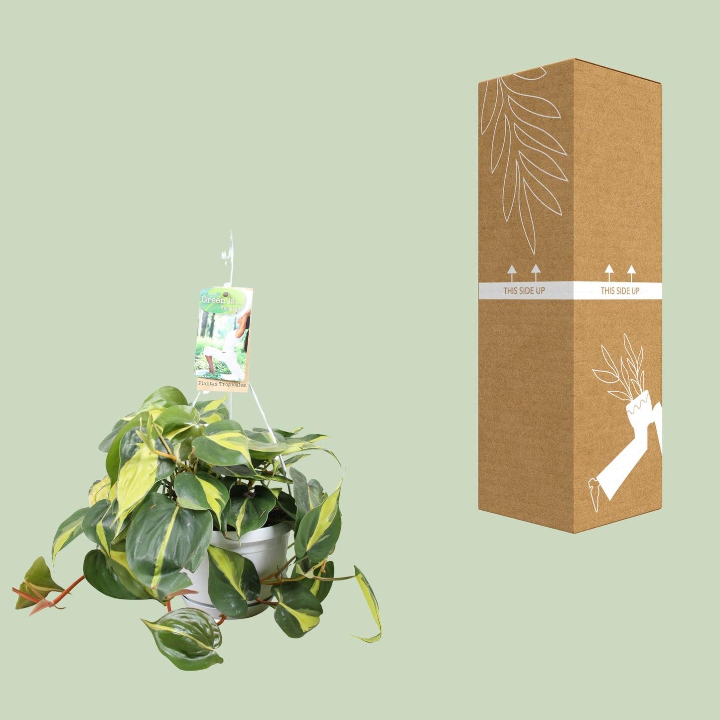 Philodendron Brasil – Pflegeleichte Zimmerpflanze Ø17cm