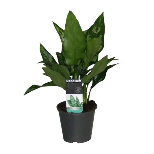 Aglaonema Maria – Pflegeleichte luftreinigende Zimmerpflanze Ø12cm