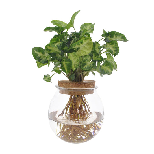Syngonium Pixie Hydroponie-Pflanze Ø12cm, Höhe 30cm