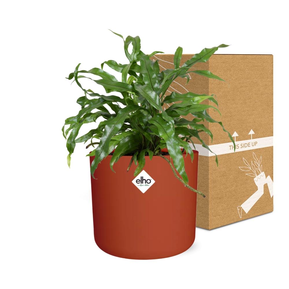 Microsorum Diversifolium – Kängurufarn im ELHO b.for soft Rond 14cm